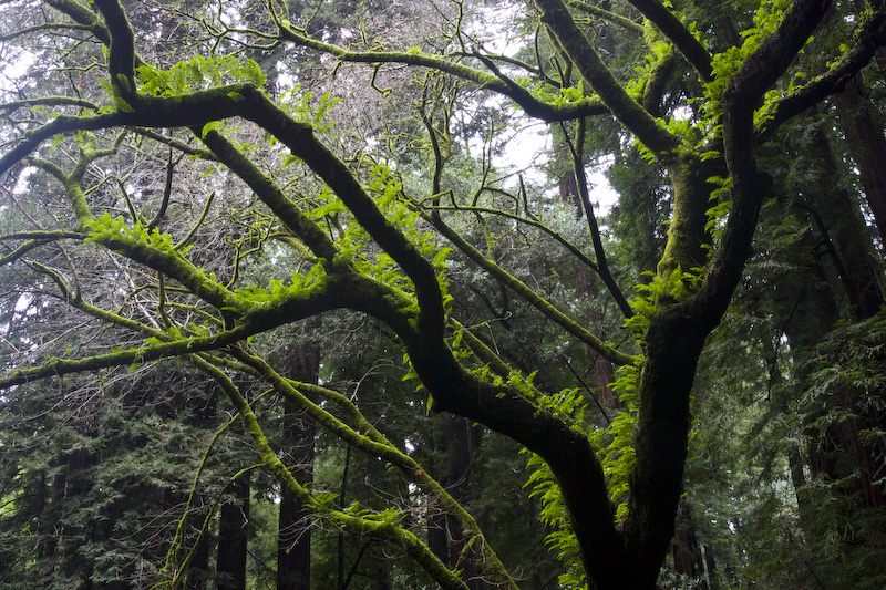 Epiphyte Covered Tree